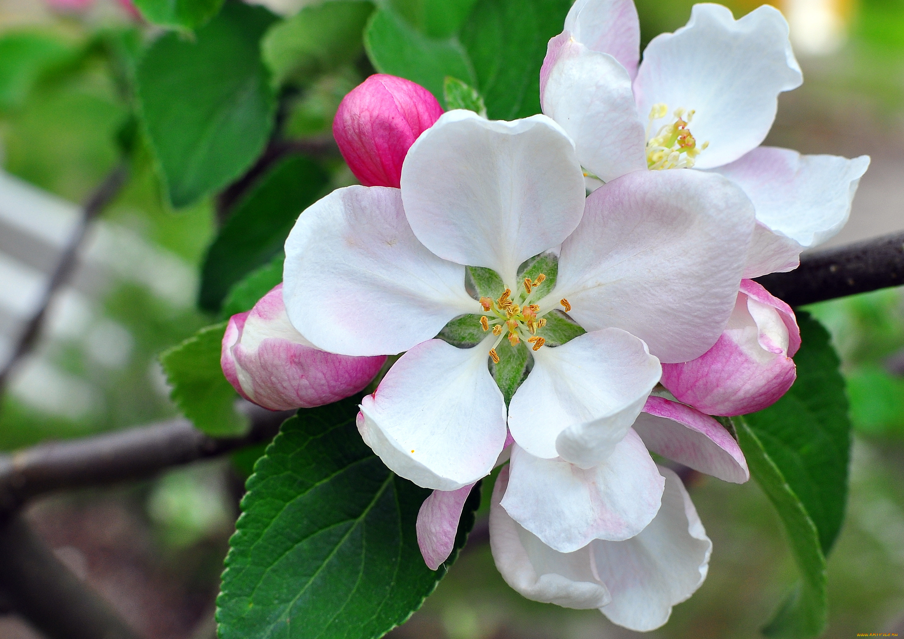 Цветение яблони фото. Цветет яблоня Пинк Роуз. Яблоня Флорина цветет. Аннабель яблоня. Яблоня Эмпайр.